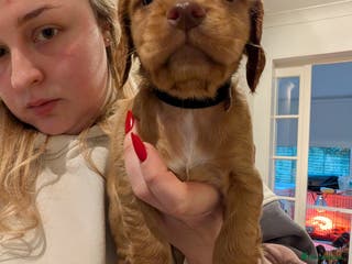 Cocker Spaniel dogs 1 MALE KC DNA CLEAR PUP TO RESERVE - Advert 17