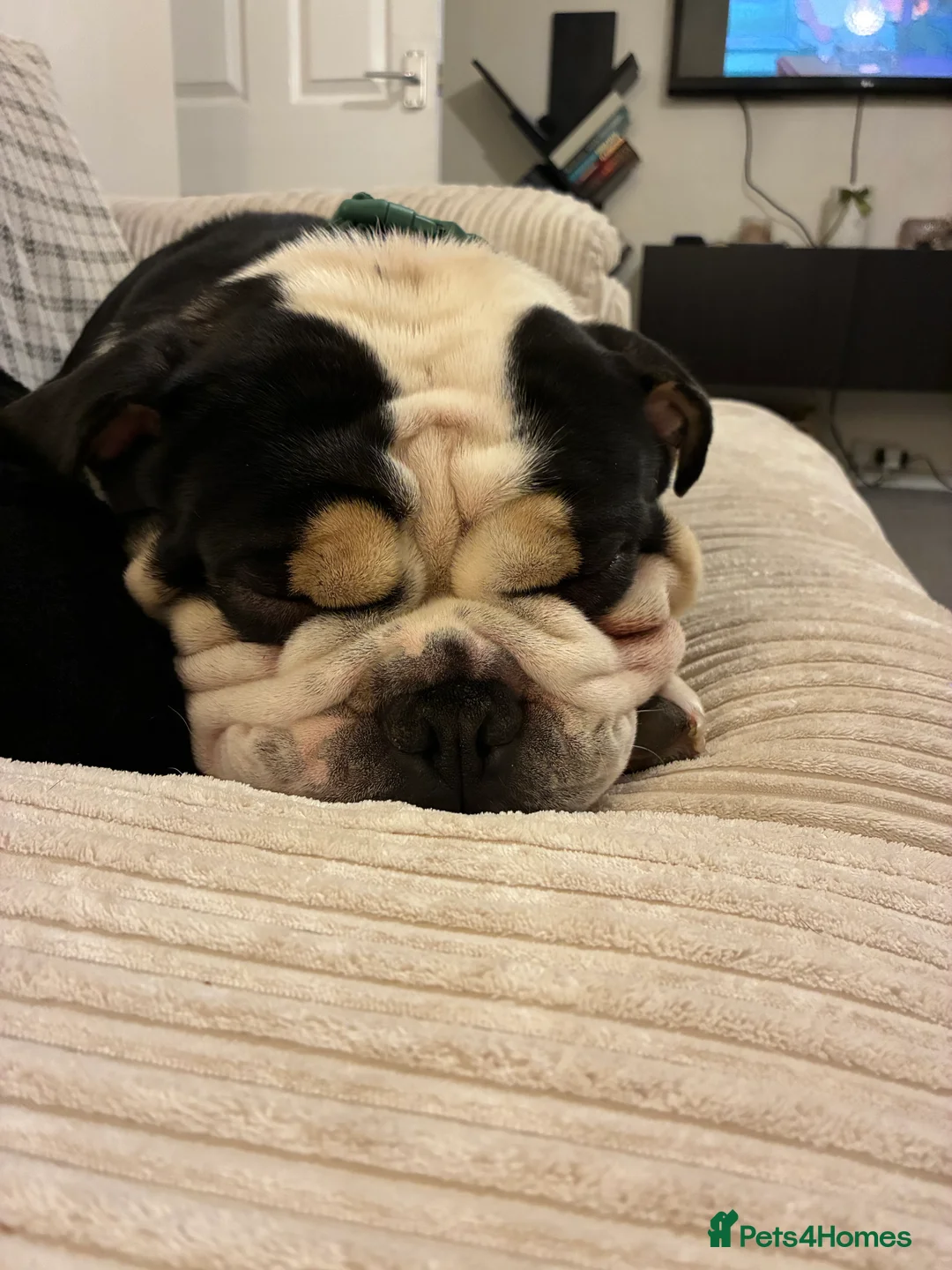 Olde English Bulldogge dogs for sale: Enzo - Olde English Bulldog - Advert 9