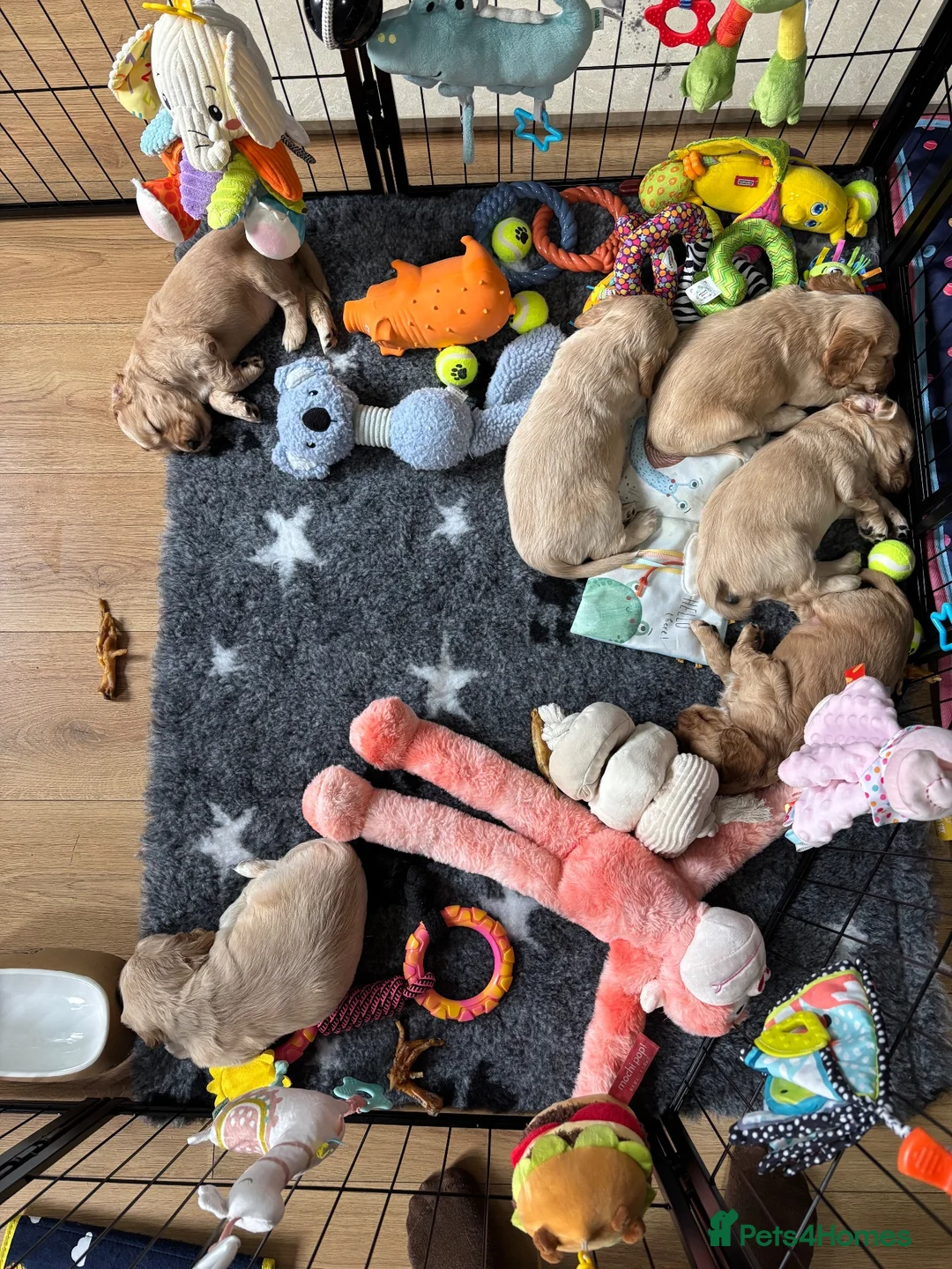 Cocker Spaniel dogs for sale: 3 beautiful cocker spaniel girls 💛🩷🧡 in Moreton-in-Marsh - Advert 2