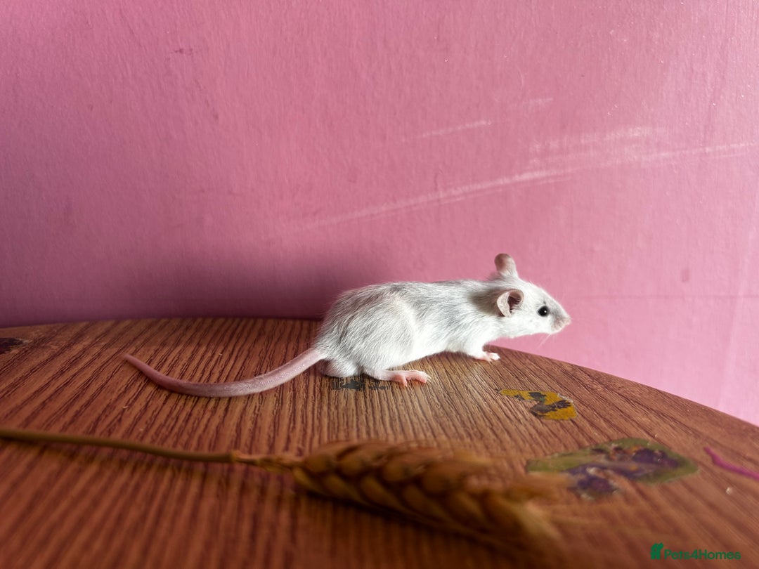 Mouse rodents for sale: Little Mices  - Image 4