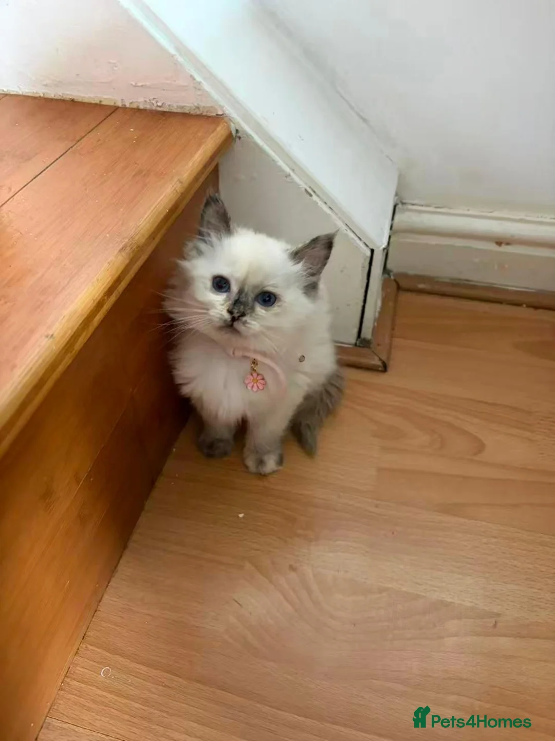 Ragdoll cats for sale: 6 perfect ragdoll kittens - Advert 19