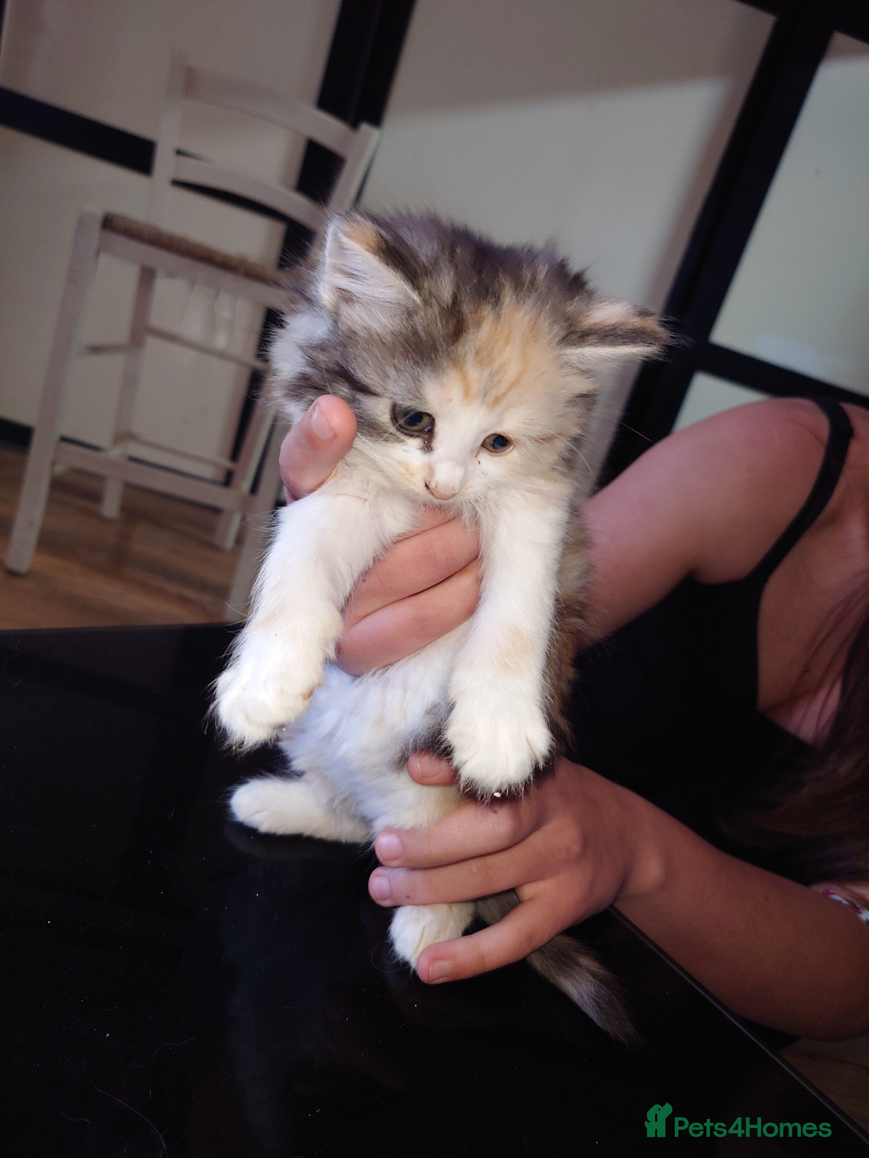 Mixed Breed cats Maine Coon mixed - Advert 2