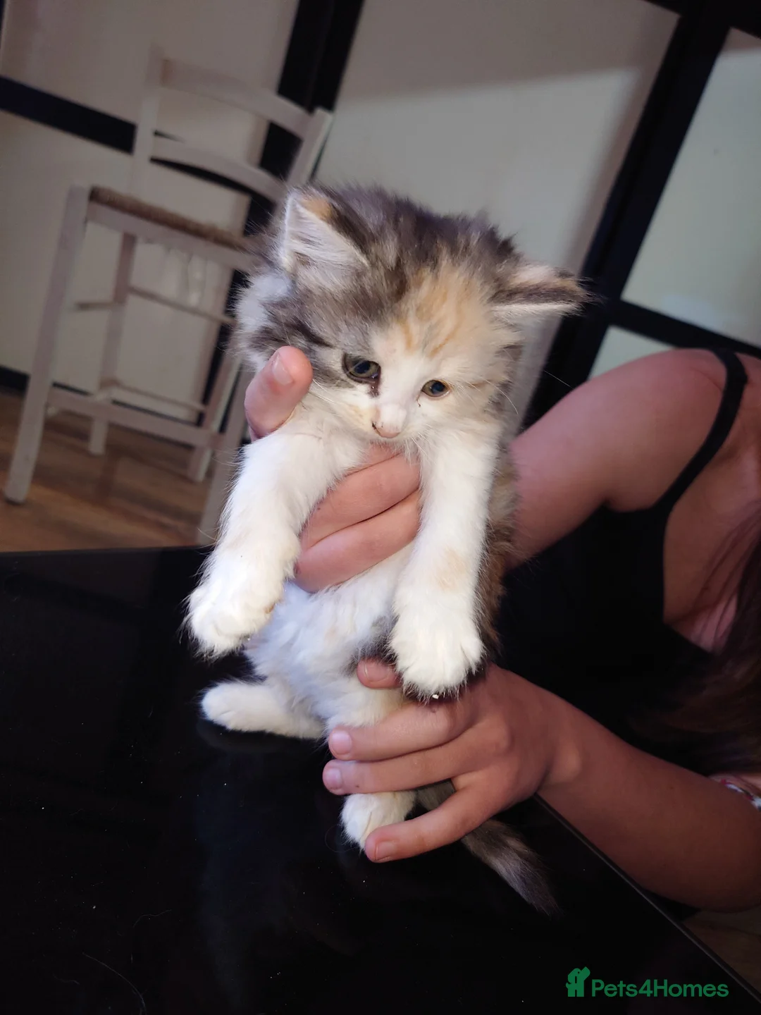 Mixed Breed cats for sale: Maine Coon mixed - Advert 2