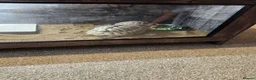 Tortoise reptiles for sale: Two tortoises for sale in Bodmin - Advert 2