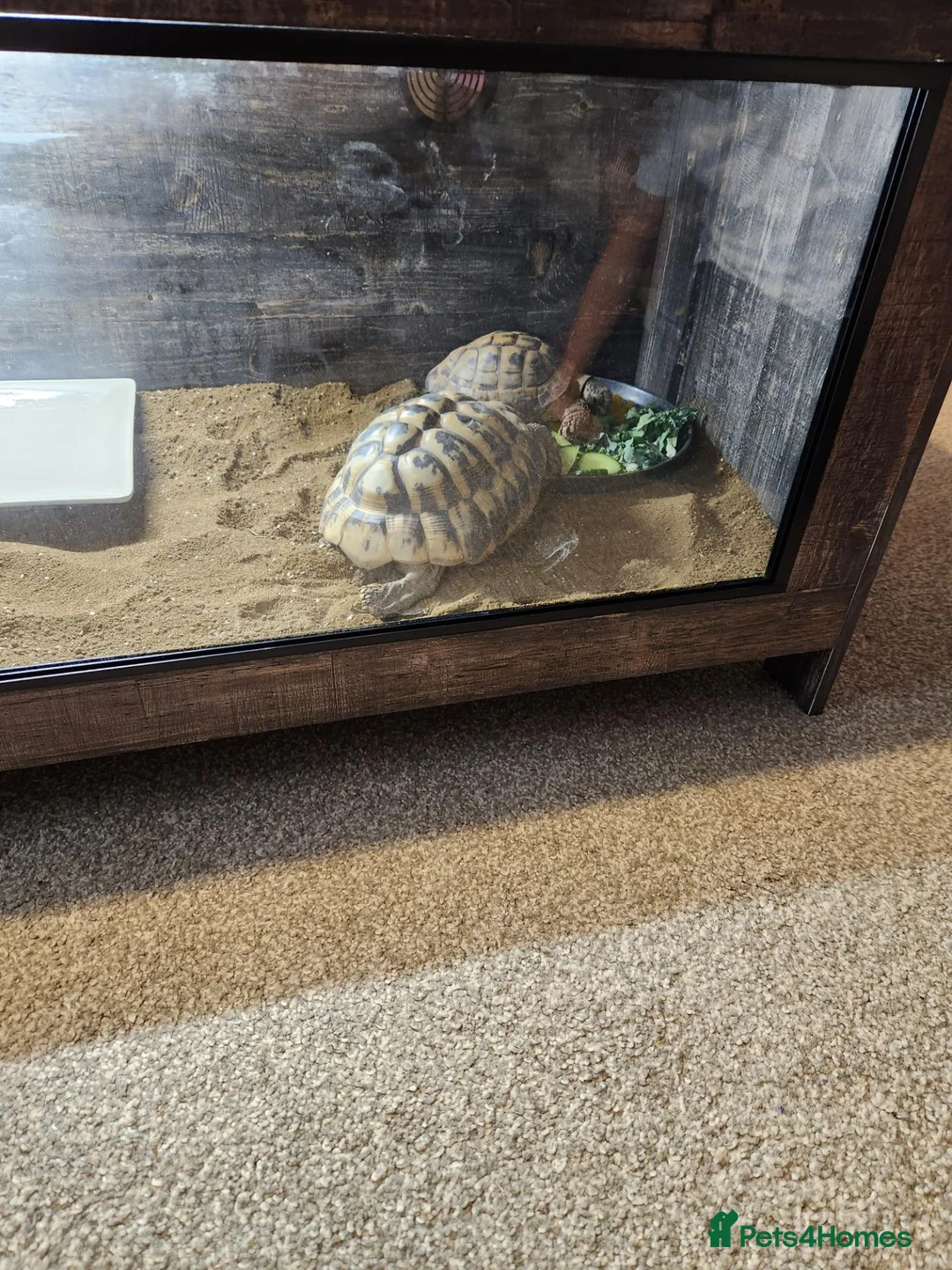 Tortoise reptiles for sale: Two tortoises for sale in Bodmin - Advert 2