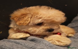 Maltipoo dogs for sale: Miniature Maltipoo Ready to Go - Image 13