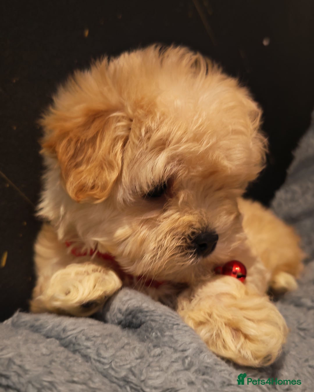 Maltipoo dogs for sale: Miniature Maltipoo Ready to Go - Image 13