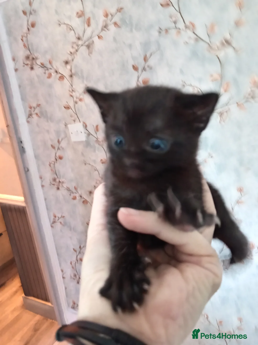 Mixed Breed cats for sale: Beautiful black kitten  - Advert 2