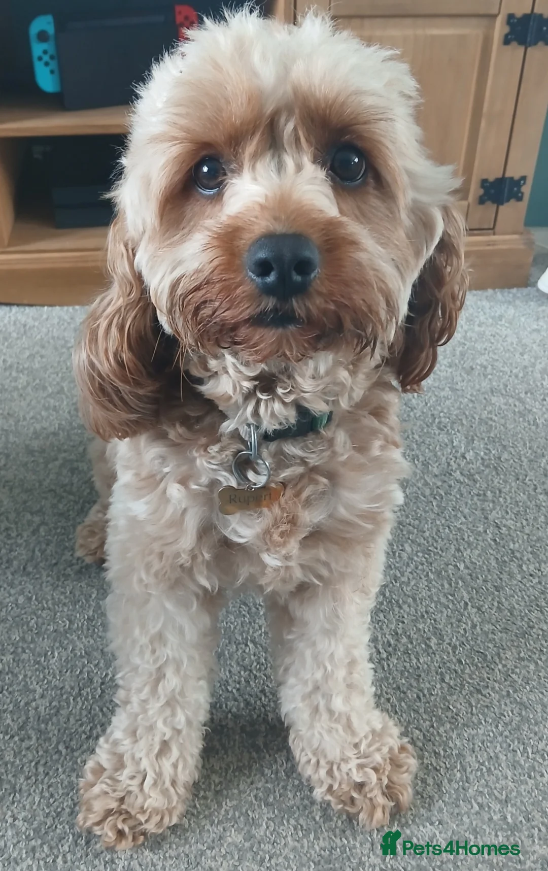 Cavapoo dogs for sale: Rupert - Advert 5