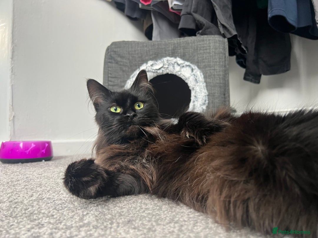 Maine Coon cats for sale: Maine coon girl  - Image 6