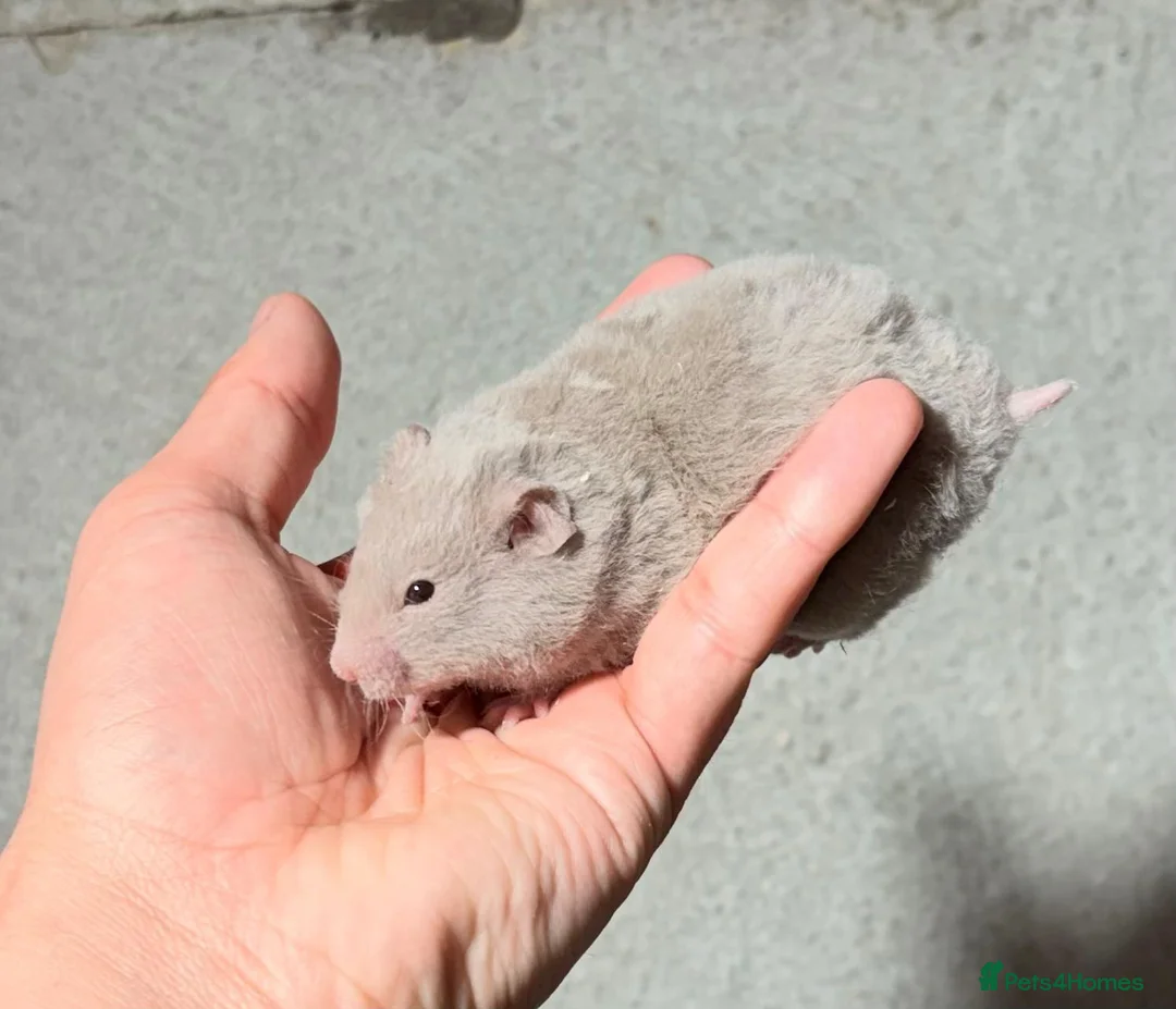 Hamster rodents for sale: Male Syrian Rex Hamster with Cage and accessories in Hove - Advert 2