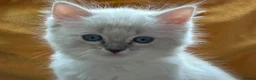 Ragdoll cats for sale: Luxury Blue Point Mitted Ragdoll Kittens - Advert 34