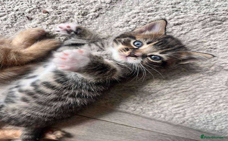 Mixed Breed cats - Advert 3