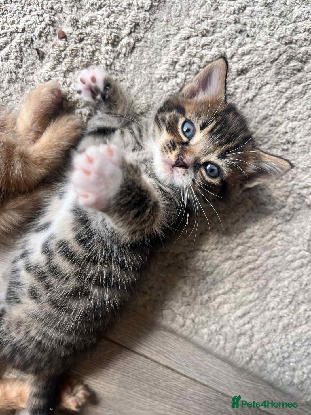 Mixed Breed cats for sale: 1 male kitten - ready to go - Image 1