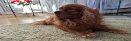 Cavalier King Charles Spaniel dogs for sale: Cavalier king Charles male  - Advert 4
