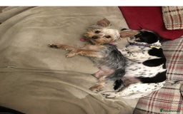 Yorkshire Terrier dogs for sale: Brilliant Yorkshire terrier - Image 5