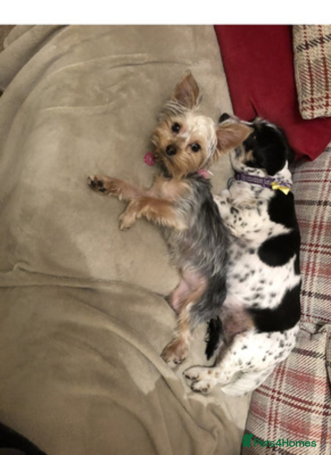 Yorkshire Terrier dogs for sale: Brilliant Yorkshire terrier - Image 5