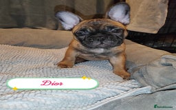 French Bulldog dogs for sale: 🌟 Beautiful French Bulldog Puppies  - Advert 18