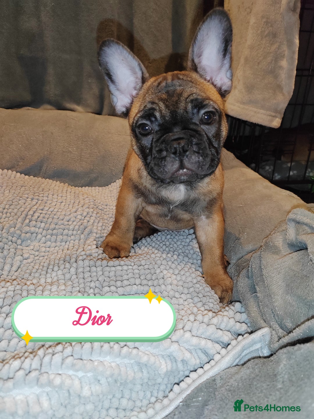 French Bulldog dogs for sale: 🌟 Beautiful French Bulldog Puppies  - Advert 18