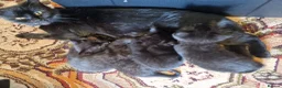 Mixed Breed cats for sale: Four kittens for sale. in Blackpool - Advert 13