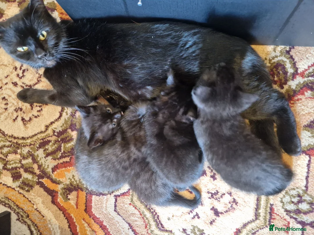 Mixed Breed cats for sale: Four kittens for sale. in Blackpool - Advert 13