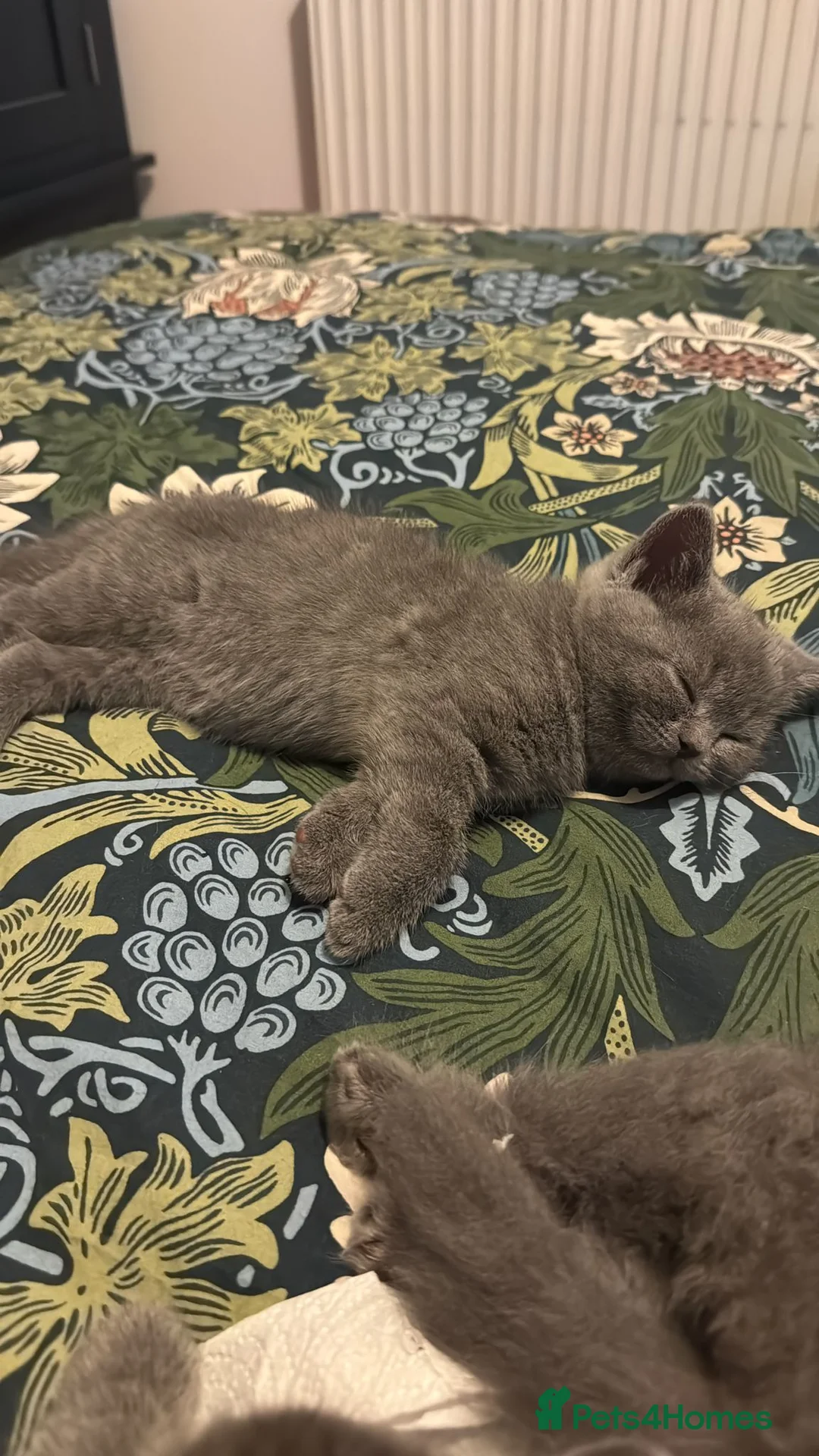 British Shorthair cats for stud: British Shorthair for stud service - Advert 13