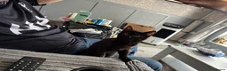 Mixed Breed cats for sale: Kittens - Advert 3