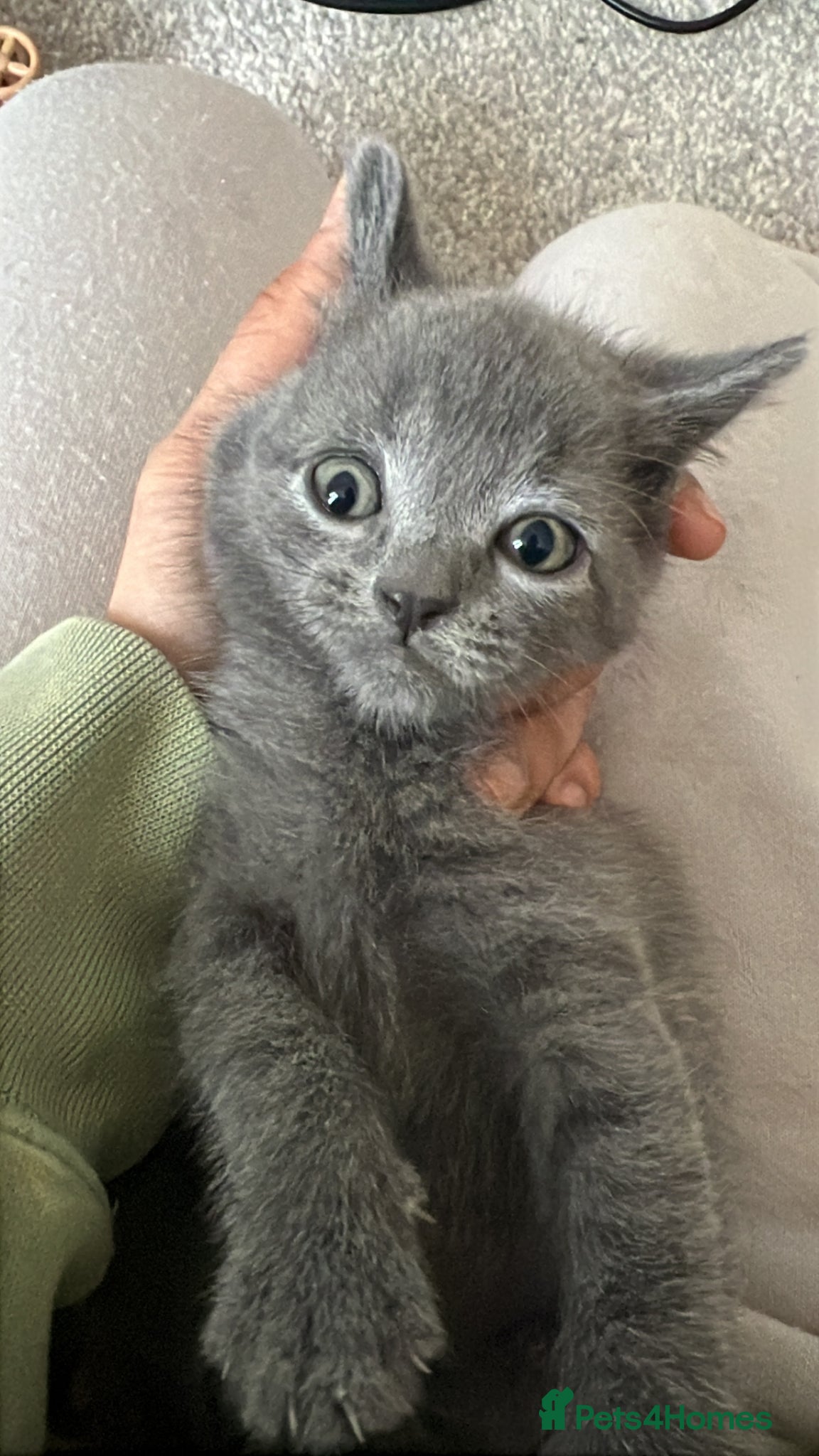 British Shorthair cats Half British short hair kittens  - Advert 14