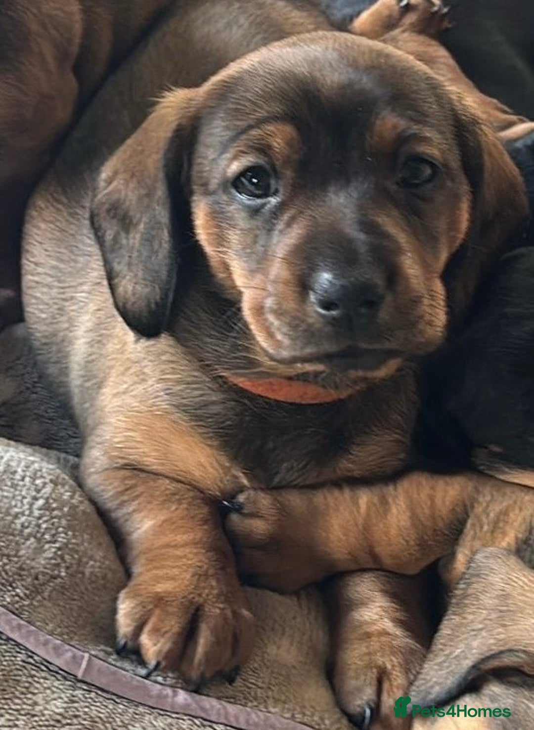 Dachshund dogs for sale: *1 beautiful dachshund girl left* - Advert 7