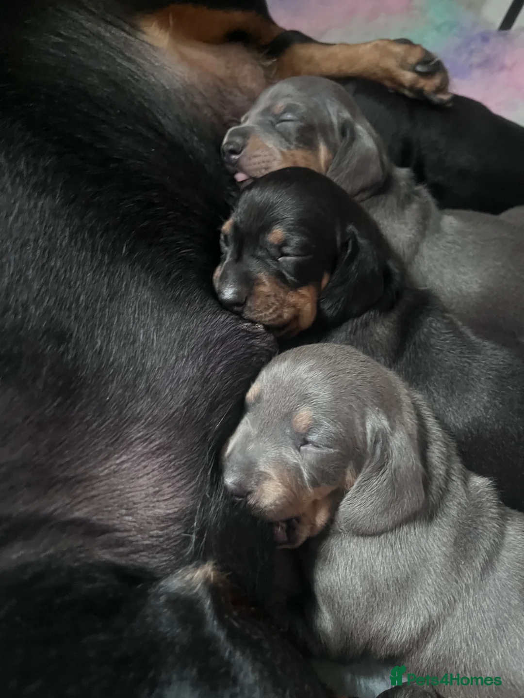 Dachshund dogs for sale: Beautiful dachshund babies - Advert 8