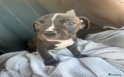 Mixed Breed dogs for sale: Staff x cane corso puppies - Image 25