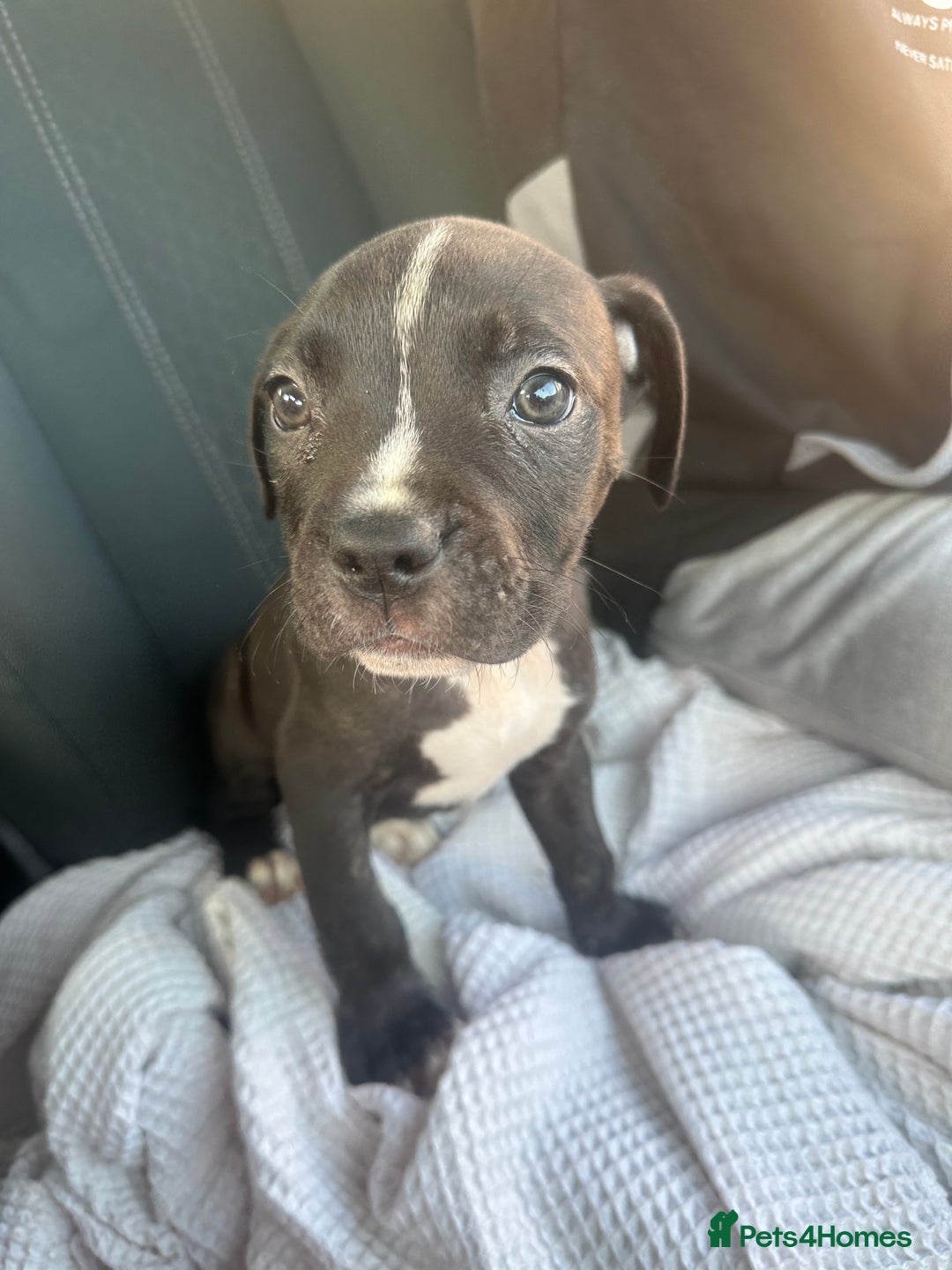 Mixed Breed dogs for sale: Staff x cane corso puppies - Image 25