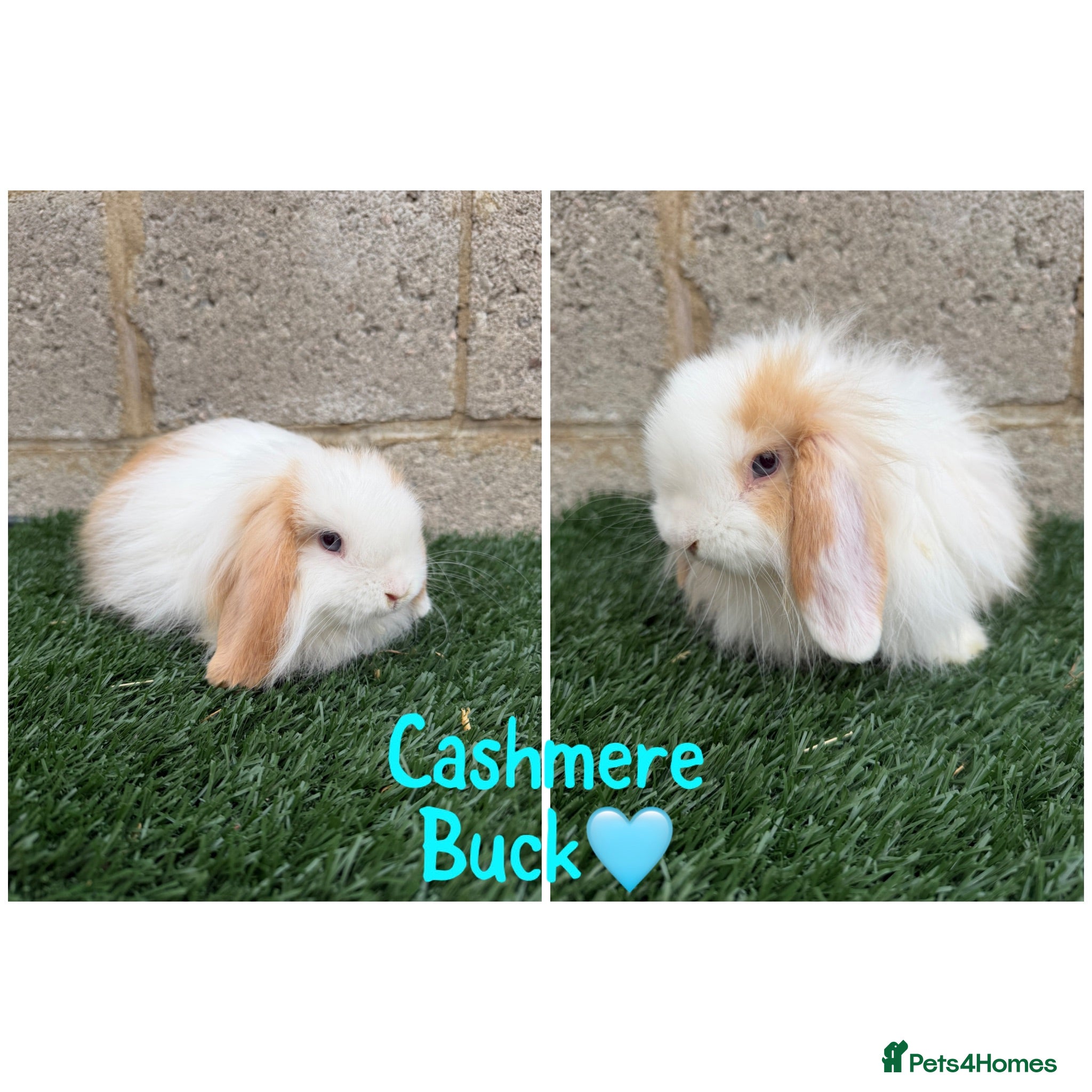 Mini Lop rabbits Pure breed mini lops  - Advert 1