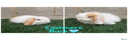 Mini Lop rabbits for sale: Pure breed mini lops  - Advert 1