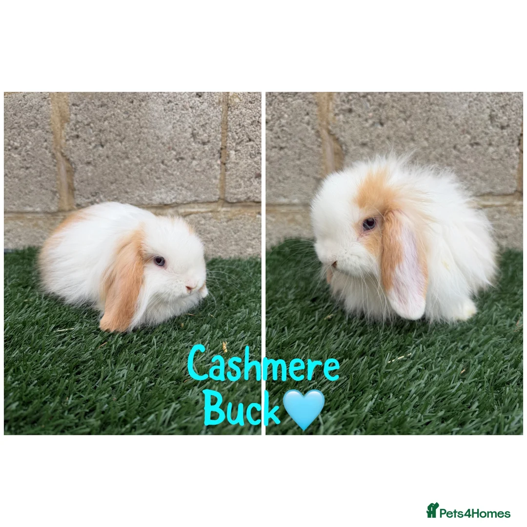 Mini Lop rabbits for sale: Pure breed mini lops  - Advert 1