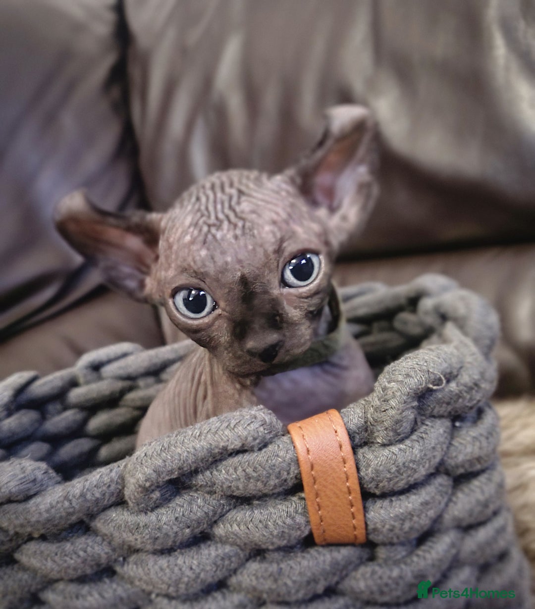 Sphynx cats for sale: Elf sphynx boy  - Advert 8