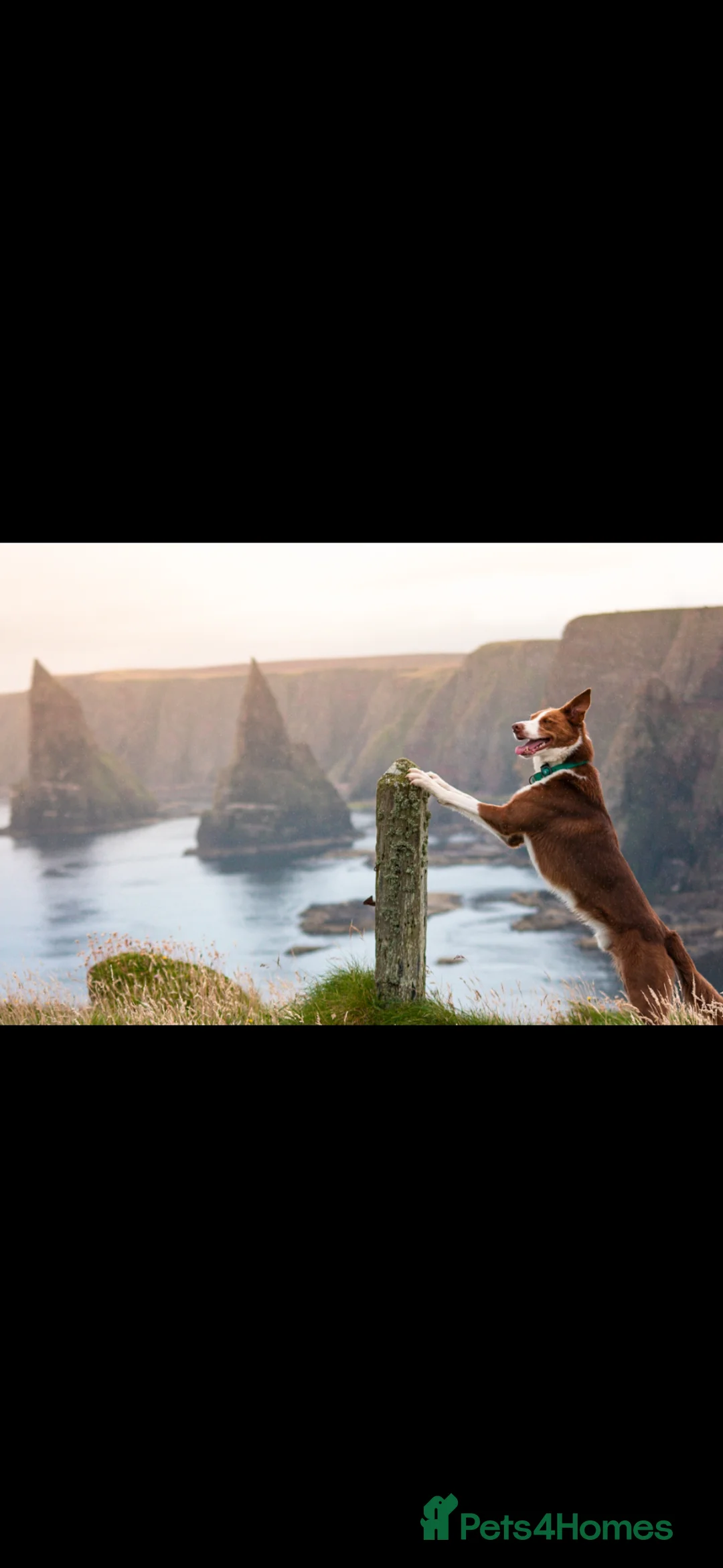 Border Collie dogs for stud: Red Border Collie for STUD ONLY - Advert 2