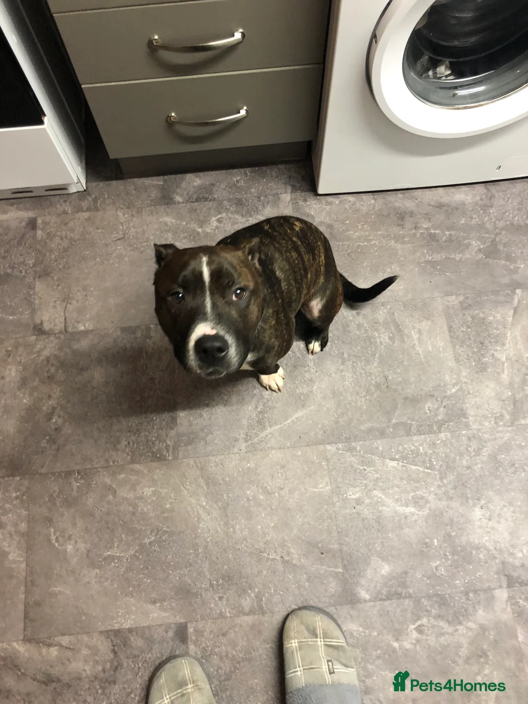 Staffordshire Bull Terrier dogs for sale: Sad sale of Bobby our much loved staffy  - Advert 4