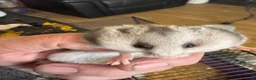 Hamster rodents for sale: Baby Syrian hamsters  - Advert 11