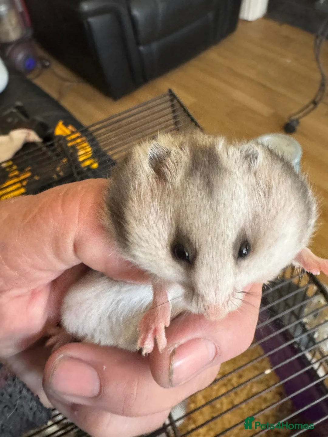 Hamster rodents for sale: Baby Syrian hamsters  - Advert 11