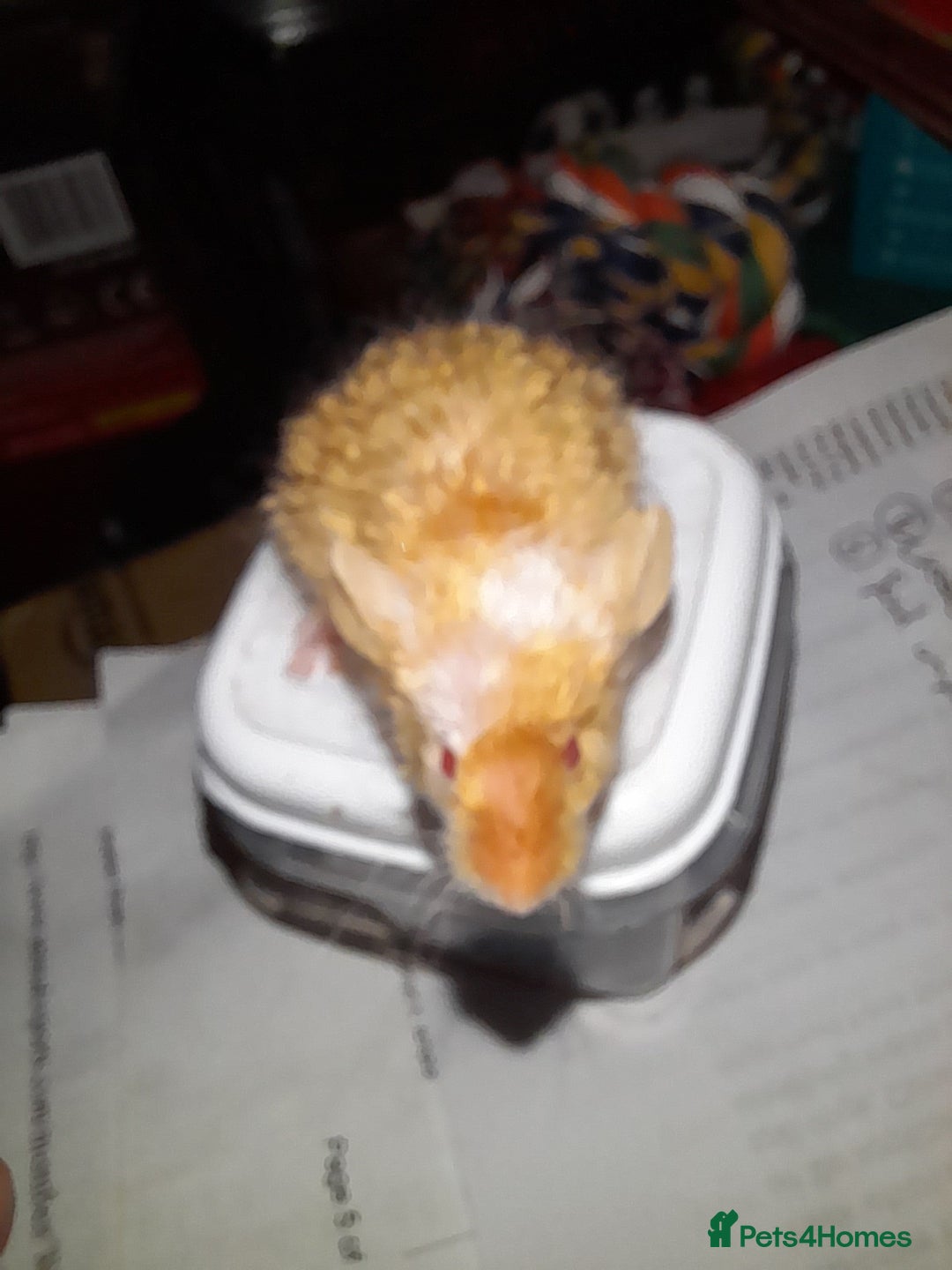 Mouse rodents for sale: Fancy mice - Advert 7