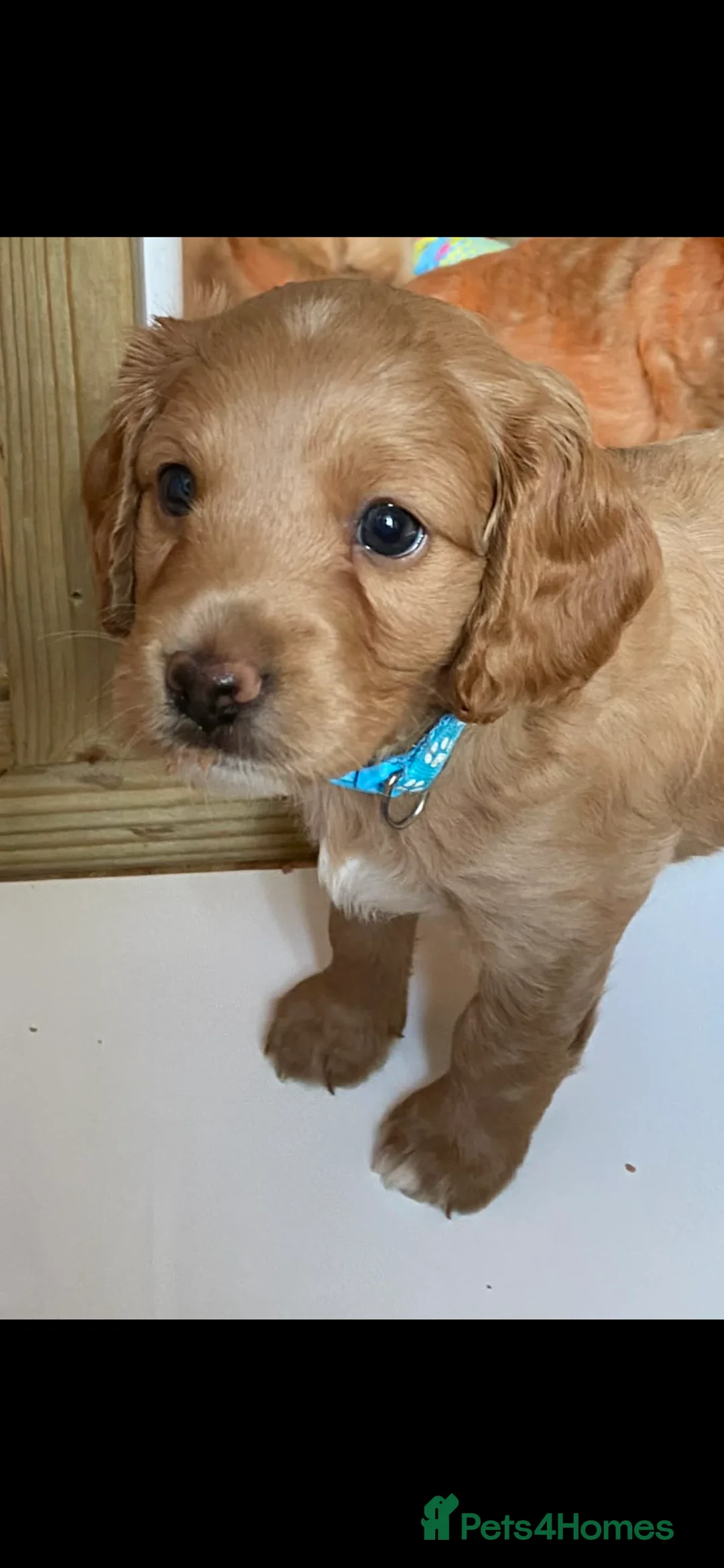 Mixed Breed dogs for sale: Beautiful Cavacockapoo puppies, only two left!  - Advert 11