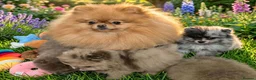 Pomeranian dogs for sale: Merle chocolate blue beaver blue eye puppies - Advert 2