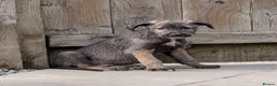 Irish Wolfhound dogs for sale: Irish Wolfhound Puppies  - Advert 13