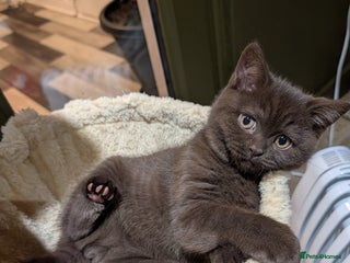 British Shorthair cats GCCF Pedigree BSH chocolate, lilac kittens 💙🩷 - Advert 18