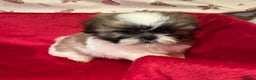 Shih Tzu dogs for sale: Shih Tzu puppy's  - Advert 11