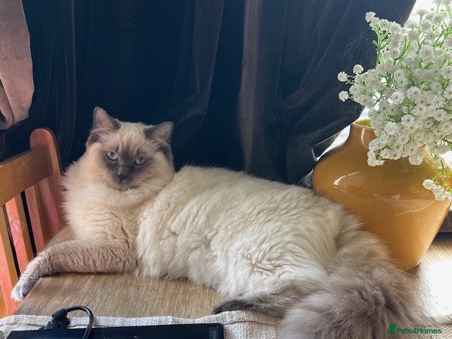 Ragdoll cats Ragdoll cross domestic shorthair mix kittens - Advert 1