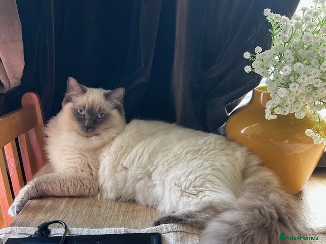 Ragdoll cats for sale: Ragdoll cross domestic shorthair mix kittens in London - Advert 1