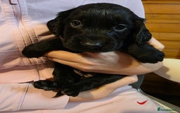 Cocker Spaniel dogs for sale: Beautiful Working KC Reg Cocker Spaniels Puppies - Advert 22