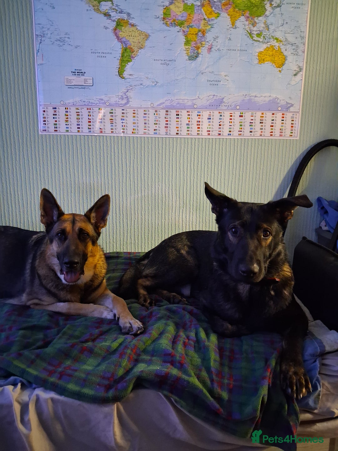 German Shepherd dogs for sale: APPROVED GSD PUPPIES,BLACK AND TAN,SABLE,SEE ALL P - Advert 10